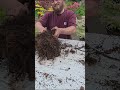 Don't Neglect Your Trees