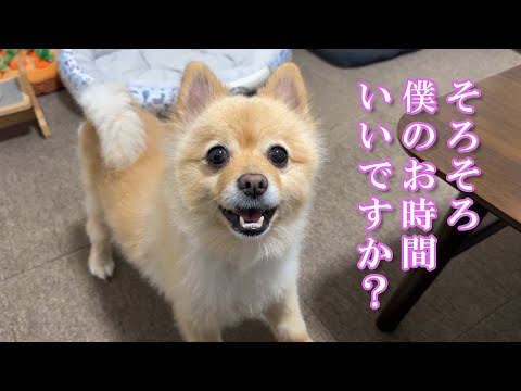 仕事中に割り込んで甘えてくる愛犬が可愛い…笑