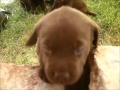 5 hetes csoki labradorok / 5 weeks old chocolate labrador puppies