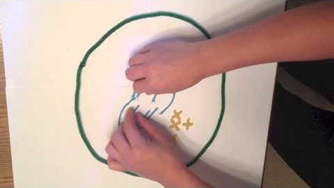 Mitosis Modeling Project