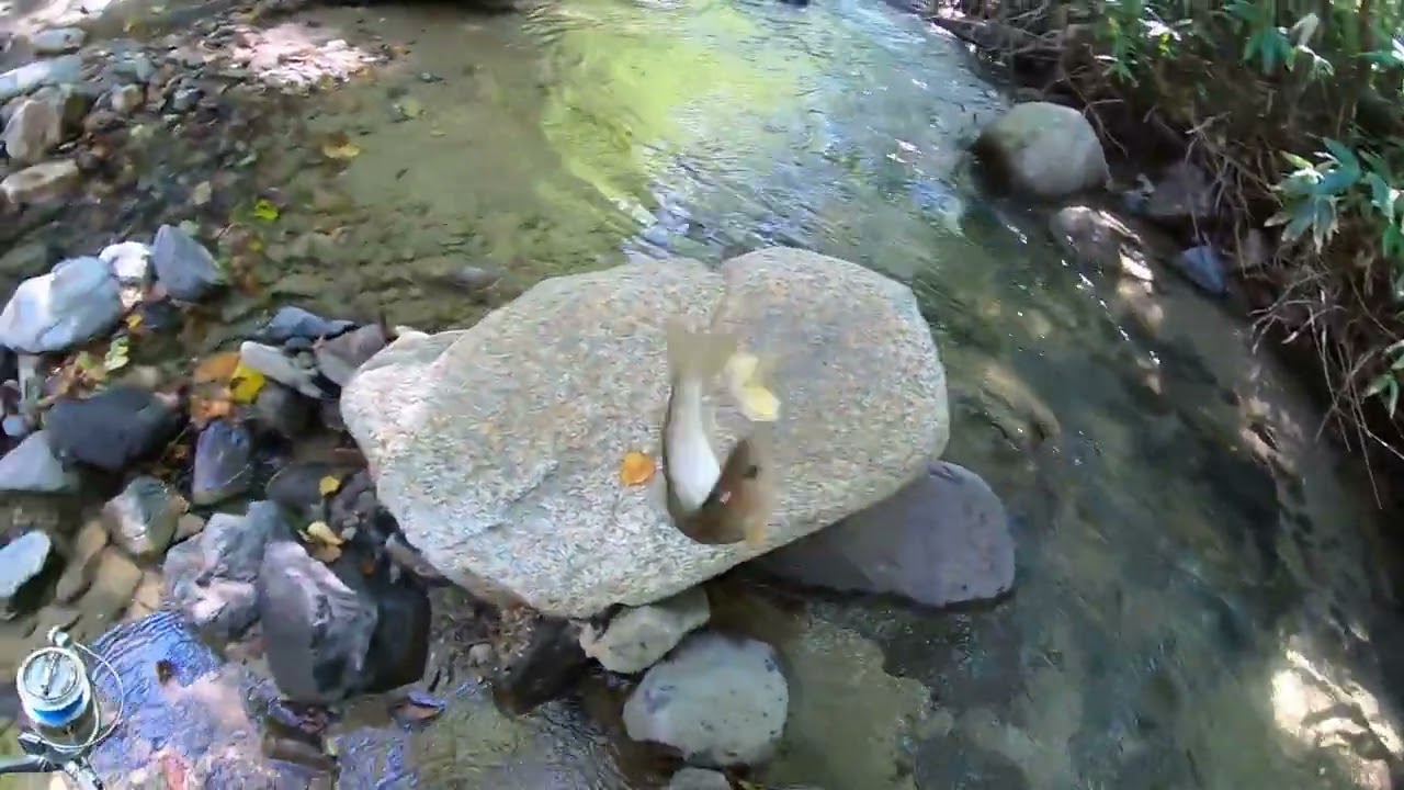 北海道最南端の離島奥尻島でローカルBella Vistaが渓流釣りを楽しむ！