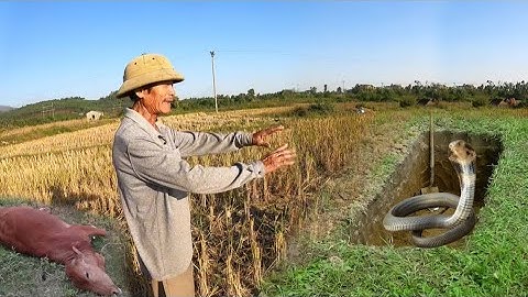 Cuộc Gọi Khẩn Cấp Ông Lão Chăn Bò Hốt Hoảng Phát Hiện Con Rắn Chui Trong Lỗ Cống | Đại Vùng Cao 