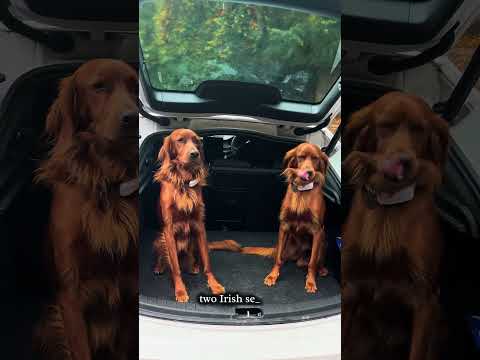 Tractive GPS UGC video