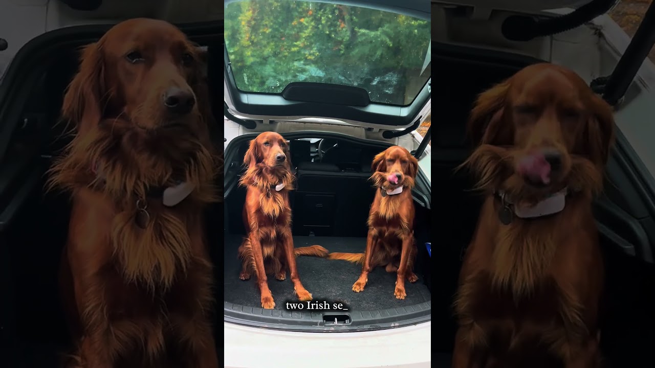Tractive GPS UGC video