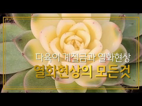 행복한 다육생활입니다~♡계절금과열화현상♡열화현상의 모든것♡열화현상완전정복