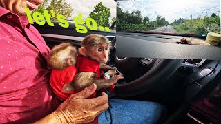 Baby monkeys Bibo and Bibi were taken for a walk by their father