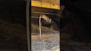 The Ultimate Enemy Of Ants 