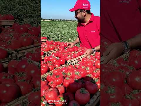 طماطم جودي فيس شركة رؤية