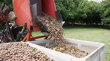 Organic Macadamia Nuts Grown in Hawaii | Island Harvest