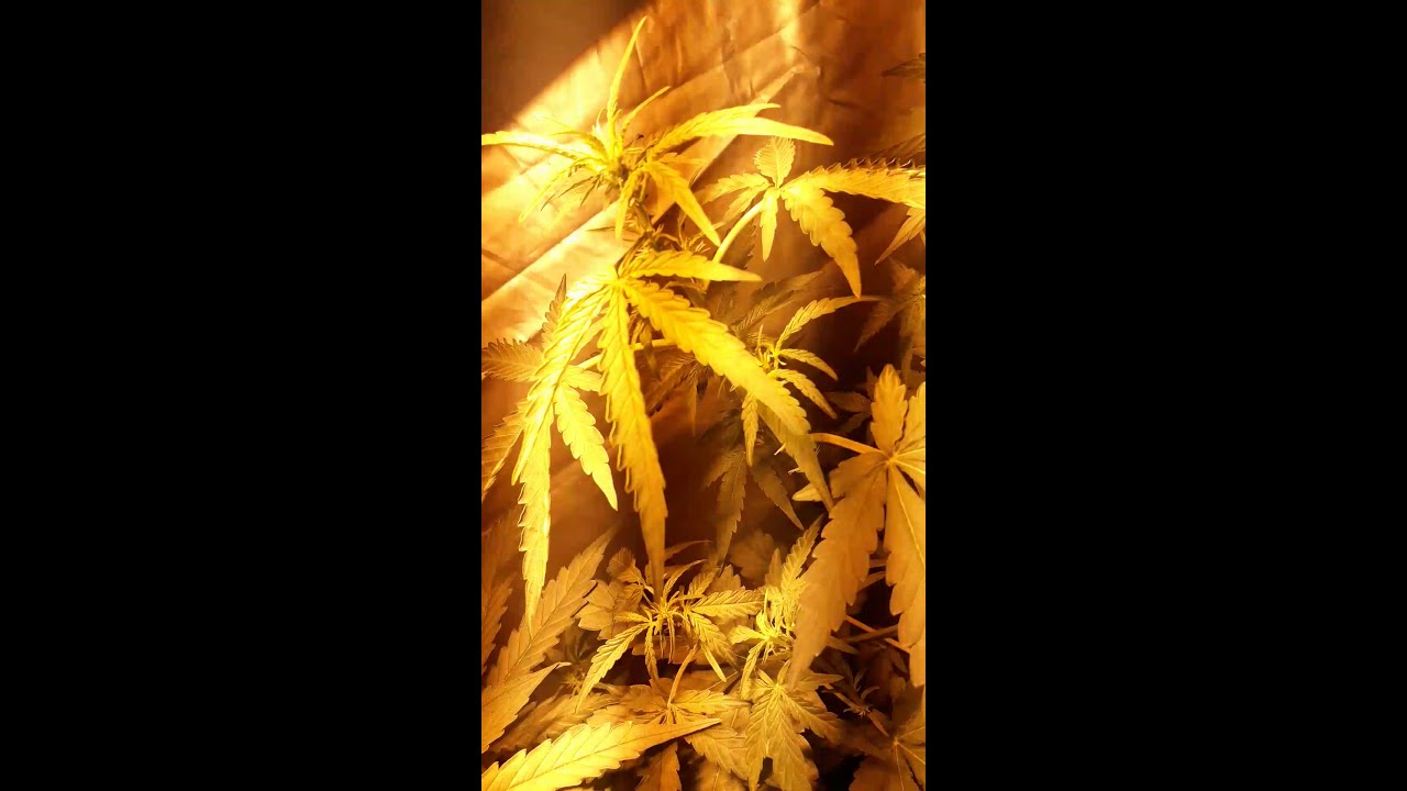 Seguimiento N° 3 Tangie Matic OTRO VIDEITO 
