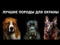 Лучшие ПОРОДЫ собак для ОХРАНЫ