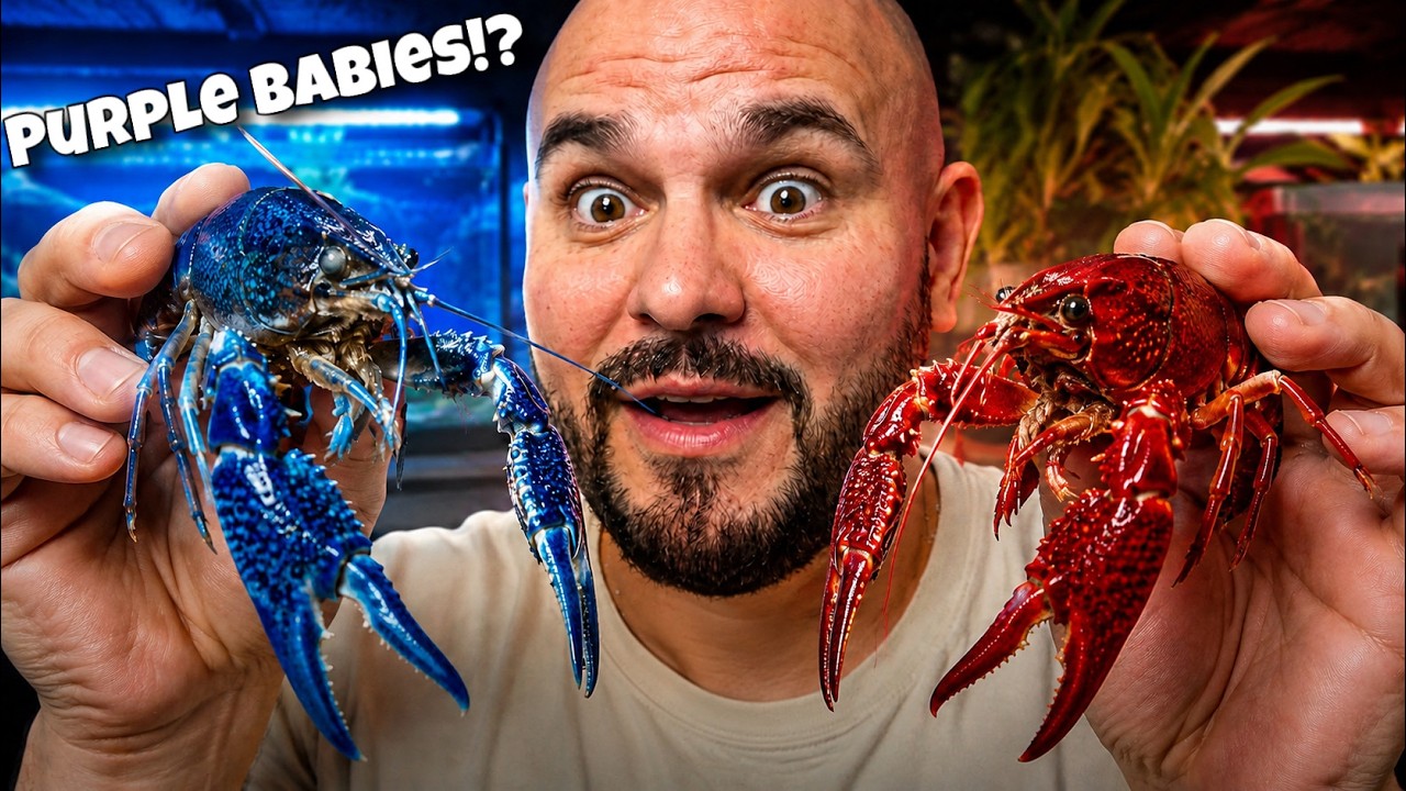 I Left RED AND BLUE Crawfish Together for 7 Months…