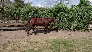 Norris the Mustang in the round pen first exposure to the surcingle.