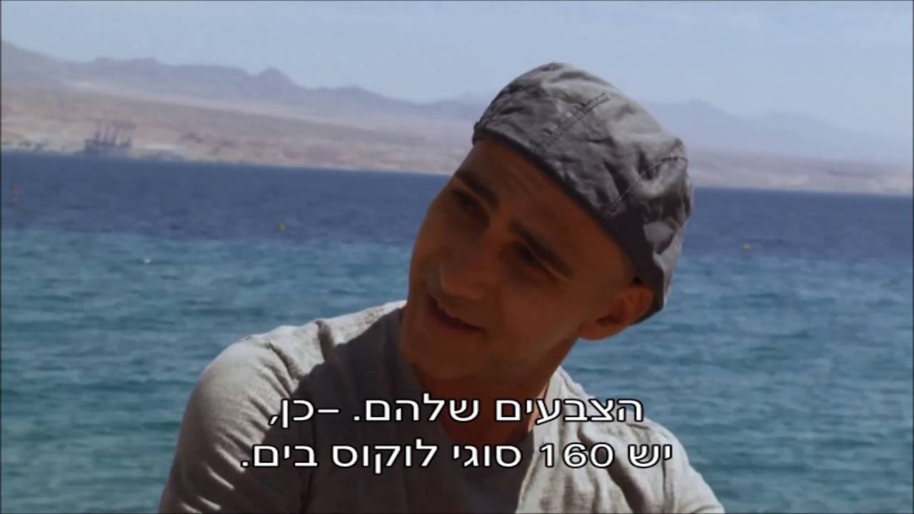 איך להכין קבב לוקוס בתיבול ים תיכוני מתוך צארלי בממלכת הדגים