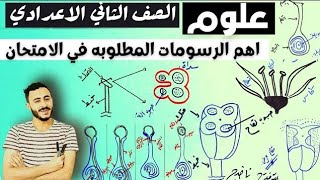 علوم تانية اعدادي التكاثر في النبات اهم الرسومات