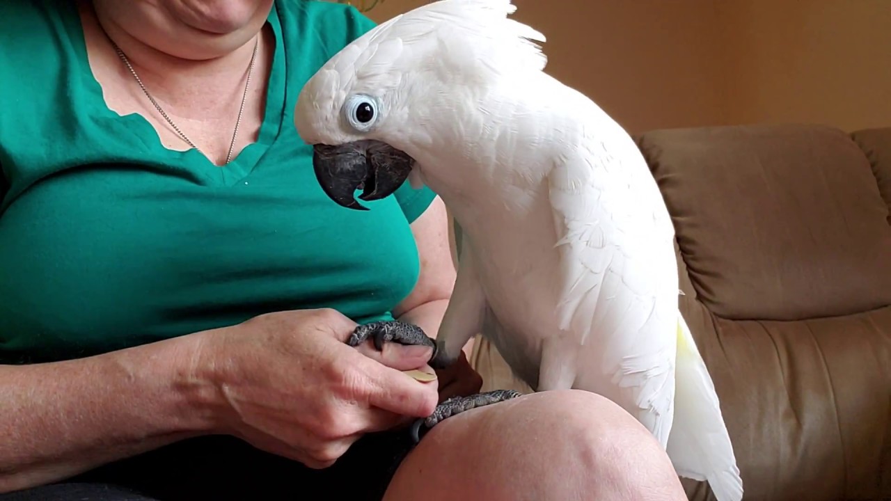 cockatoo price ph Morning Nail Care