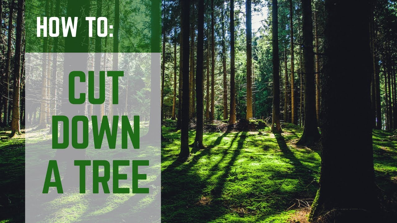 HOW TO | Cut Down a Tree Using a Chainsaw - YouTube