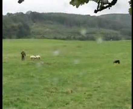 English National Sheepdog Trials 2007 - Jim Cropper