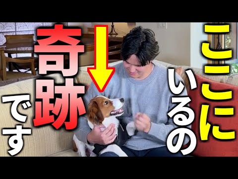 滅亡の危機を乗り越え、大谷の相棒となった犬種、コーイケルホンディエ。その困難の歴史とは?愛犬とするために絶対にやってはいけない注意点も!