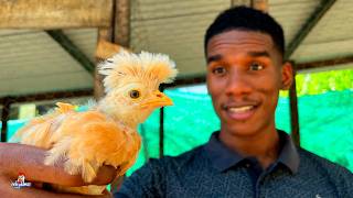 Así Van los Pollitos que Nacieron de los Huevos que Compré por Internet 🐣