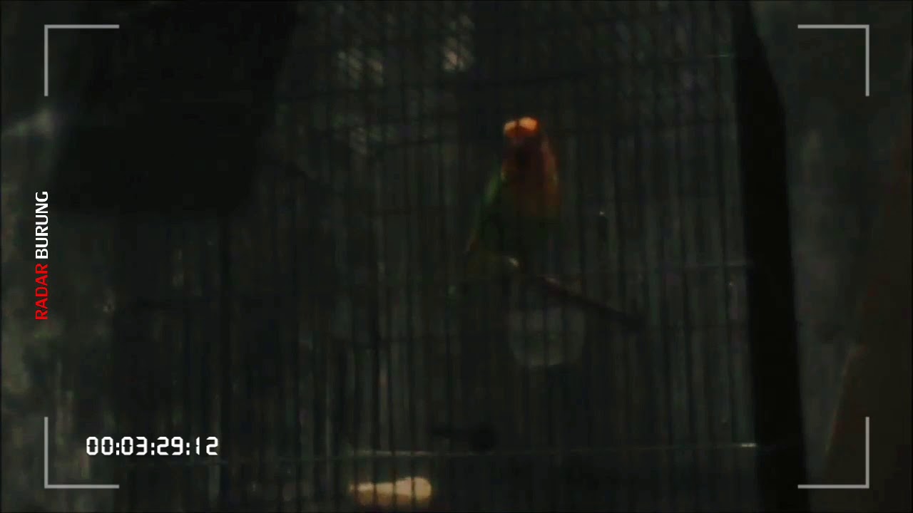 Edisi Spesial! Burung Lovebird Buka Sayap, Ngetik Panjang Terbaru 2020