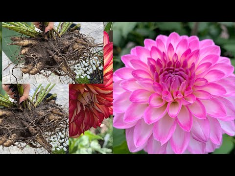 Vídeo: Reproducció De Nabius: Com Propagar Arbustos Vermells I Altres A Casa? Com Arrelar Capes? Com Plantar Un Arbust Dividint-se?