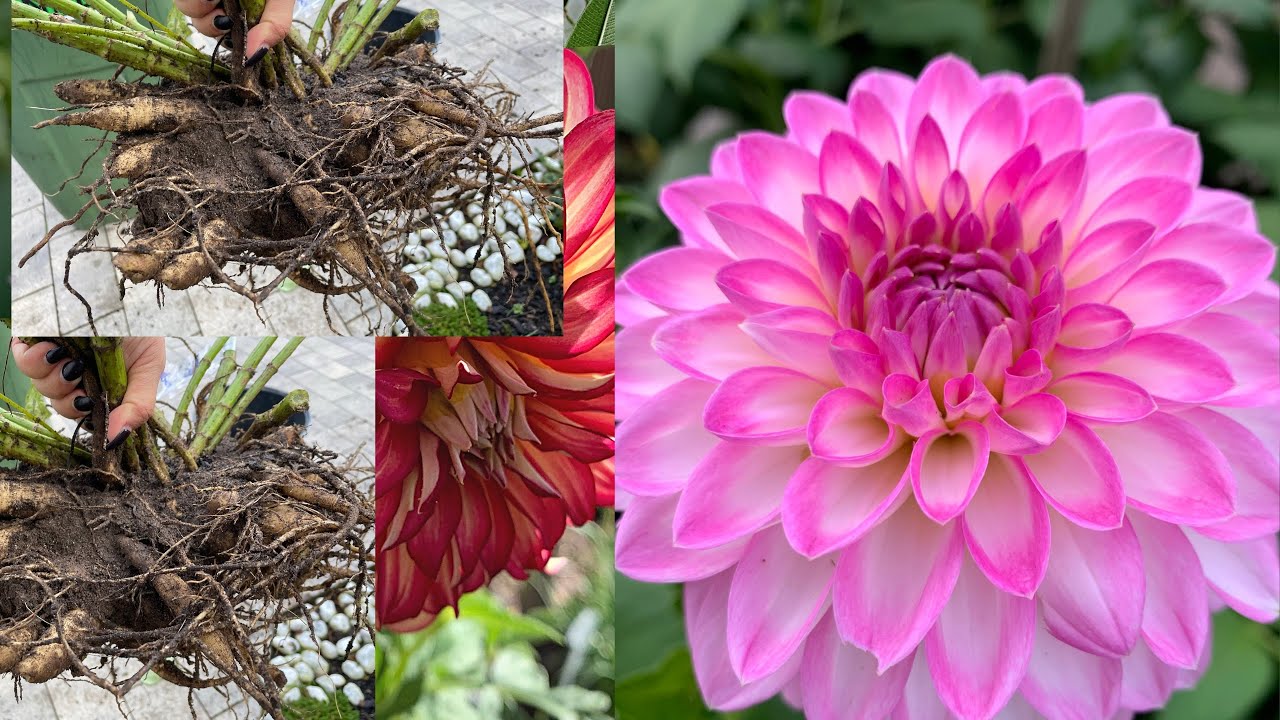 RETIRANDO OS BULBOS DAS DÁLIAS