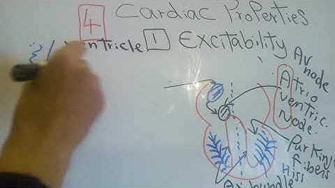 CVS new system (Excitability) dr mohamed fayez