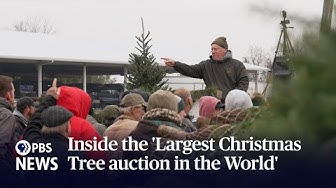 Thumbnail for WATCH: Inside the 'Largest Christmas Tree auction in the World'