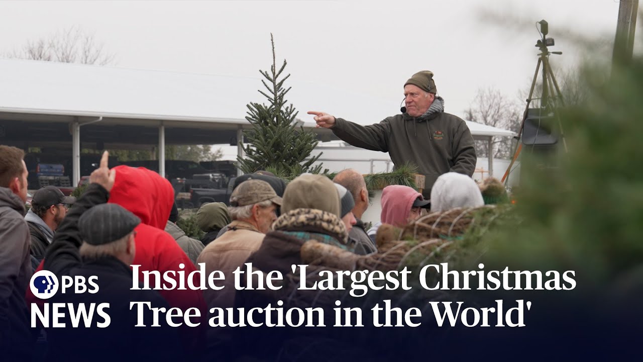 WATCH: Inside the 'Largest Christmas Tree auction in the World'