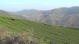 101 Tea Farm, Doi Mae Salong, Chiangrai Thailand เที่ยวดอยแม่สลอง ไร่ชา 101