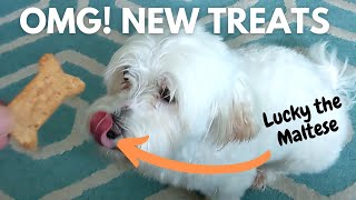 Lucky Goes CRAZY for P-NUTTER! You Won't Believe His Reaction!