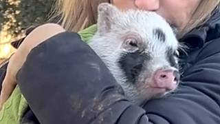 Neglected pig has heartwarming reaction when someone calls him a 'good boy'
