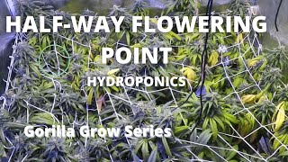 OGeez: Half way through flowering 4x4