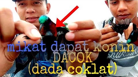 Mikat kolibri ninja di hutan malahan dapat konin rawatan orang lepas || konin DACOK (dada coklat).
