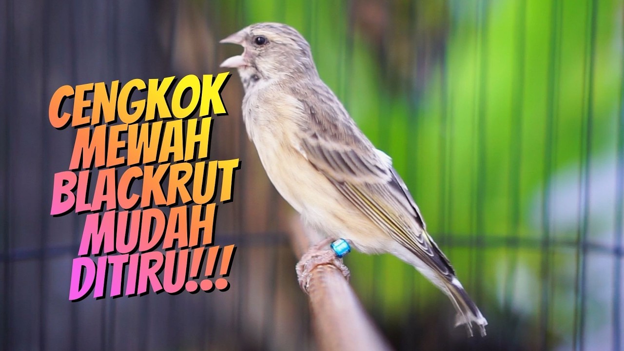CENGKOK MEWAH MUDAH DITIRU - MASTERAN BLACKTHROAT GACOR SUARA JERNIH DURASI PANJANG PALING DICARI