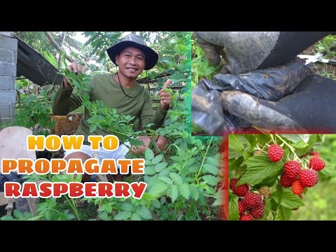 Video: Reproduction Ng Mabangong Raspberry