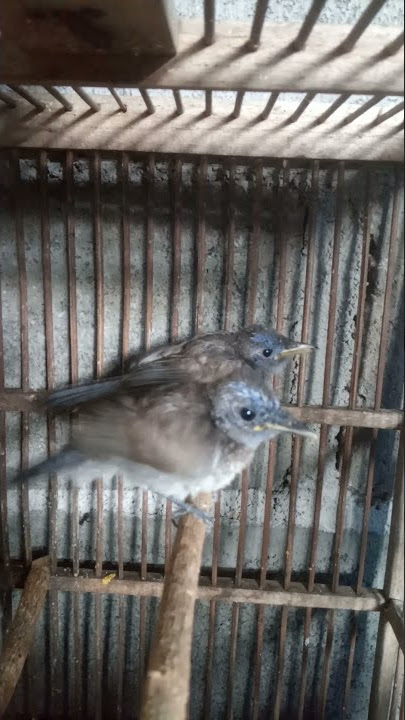 Suara anakan kehicap ranting/ sikatan biru