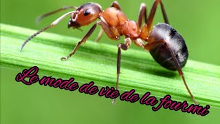 Le mode de vie de la fourmi