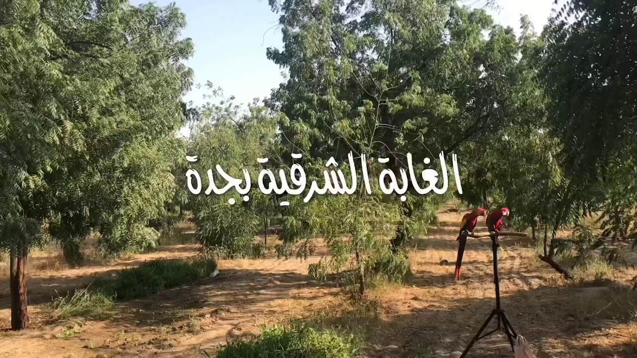 طيران في الغابة الشرقية بجدة Youtube