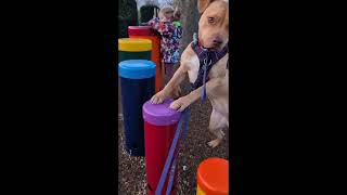 Adopting Hazel - Sever weeks post adoption