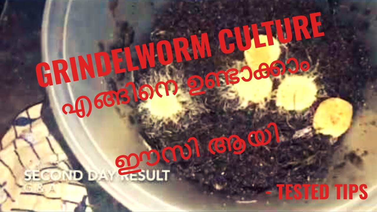 #Grindal worm culture എങ്ങിനെ ഉണ്ടാക്കാം || easy grindal ...
