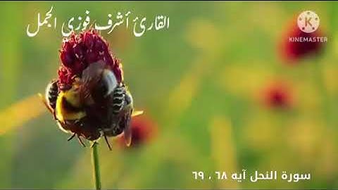 وأوحى ربك إلى النحل سبحان من خلق فأبدع تلاوة خاشعة لما تيسر من سورة النحل #القارئ_أشرف_فوزي_الجمل