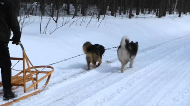 March 15th, 2013 Jana & Teddy PAWZ sledding on by ...