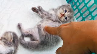 Kitten's belly is an activation button by SnikoPaws - Funny Kittens 850 views 1 year ago 3 minutes, 13 seconds