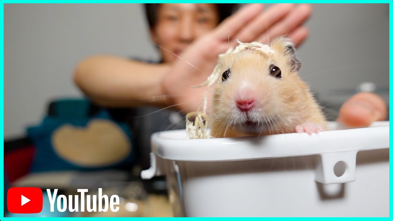 病院】ハムちゃんの容態がよくありません。 - YouTube