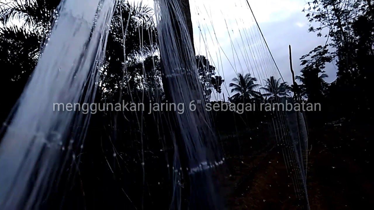 Cara penanaman timun dg rambatan yg lebih praktis 