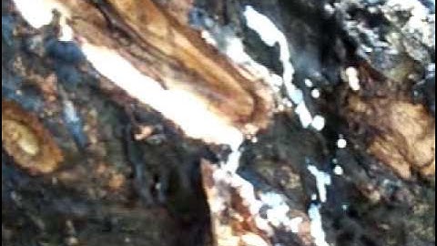 Rubber tree tapping demonstration Malaysia