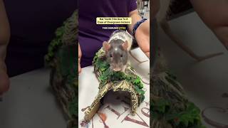 Rat Tooth Trim Due To A Case Of Overgrown Incisors