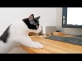 どこへ行っても付いて来る猫が仕事の邪…応援をしてくれる